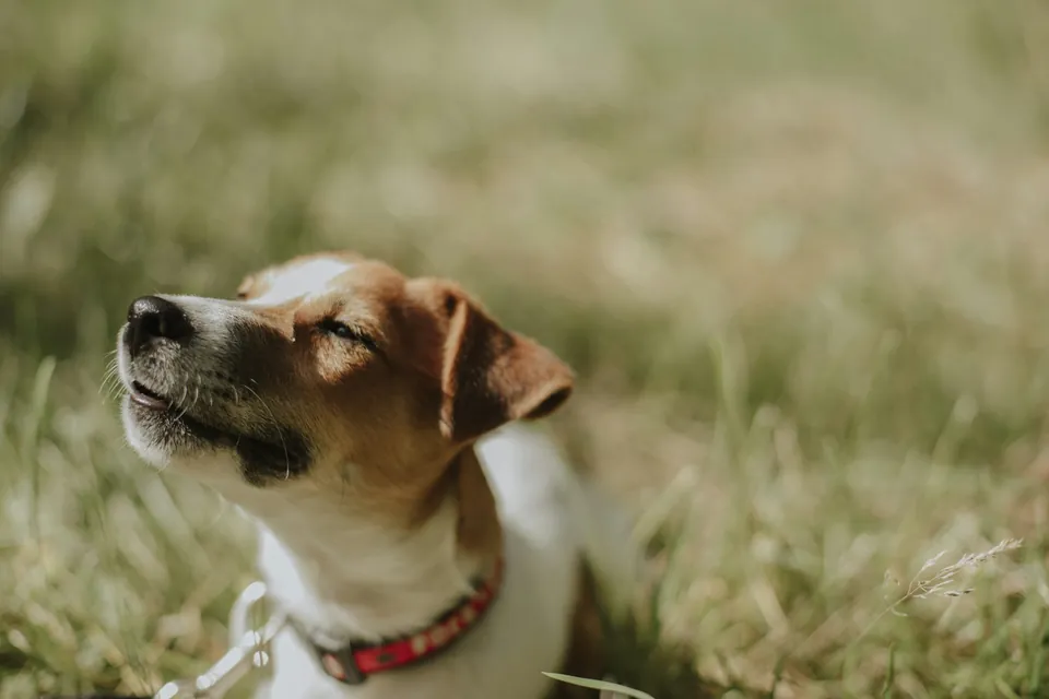 Jack russell teriér leží v trávě a se zavřenýma očima si užívá slunce