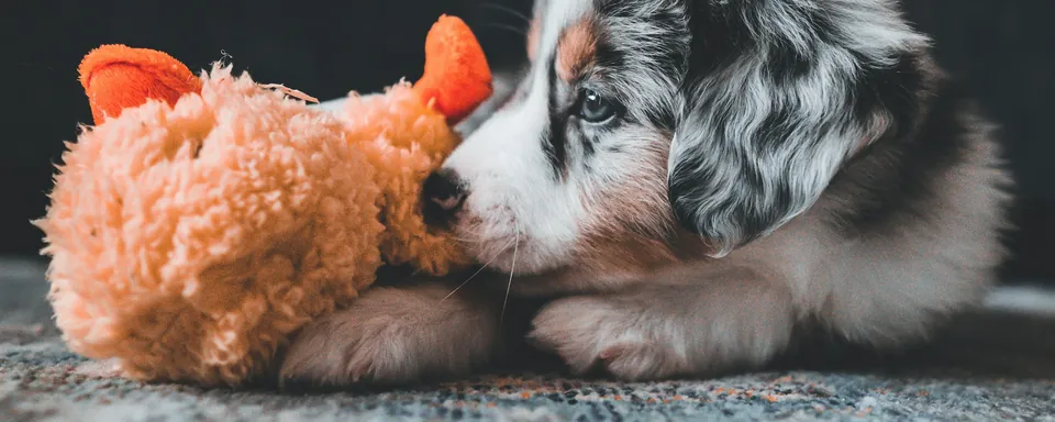 Štěně australského ovčáka leží na koberci vedle plyšové hračky